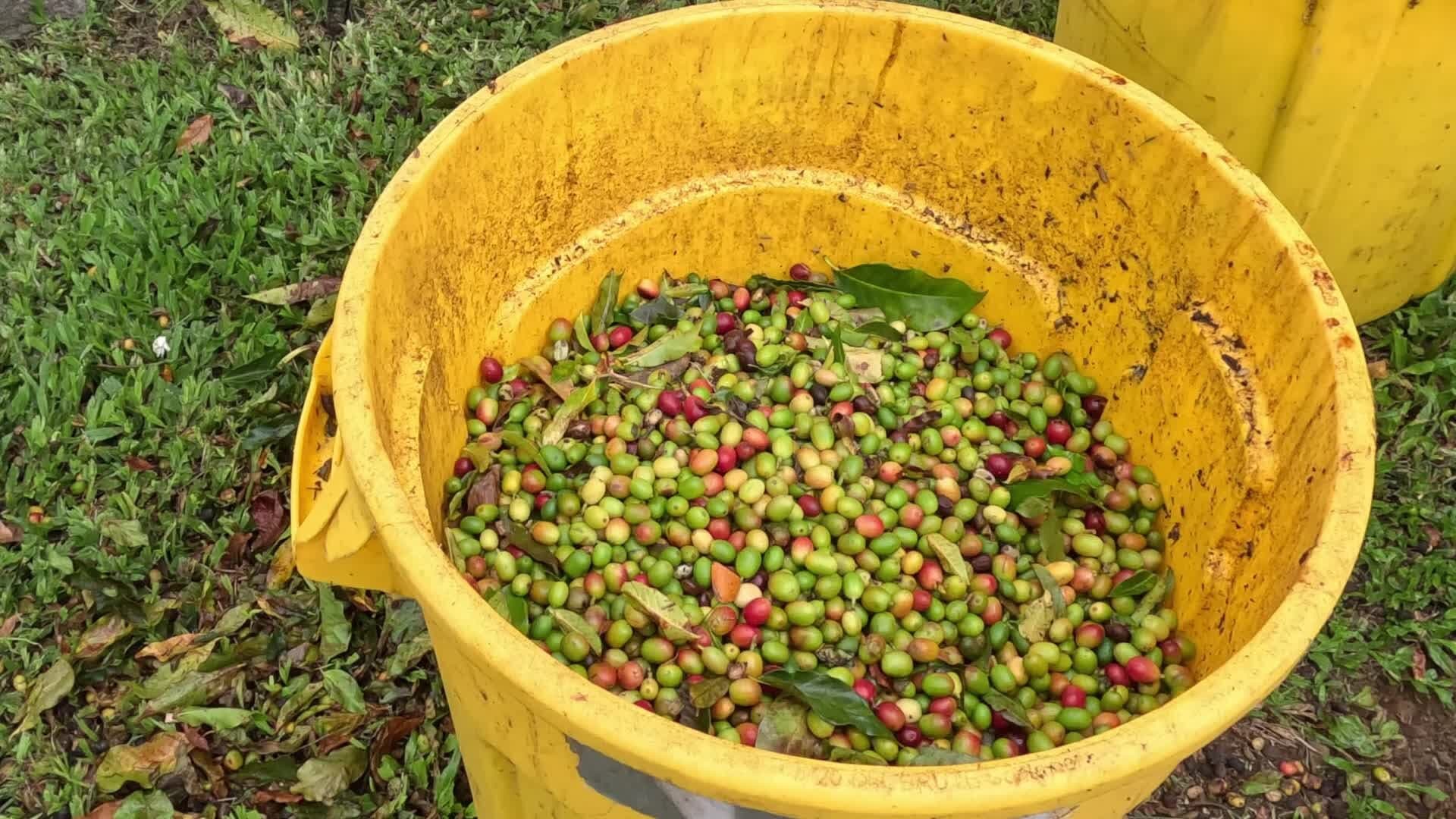 Freshly picked coffee cherries in a harvest bucket
